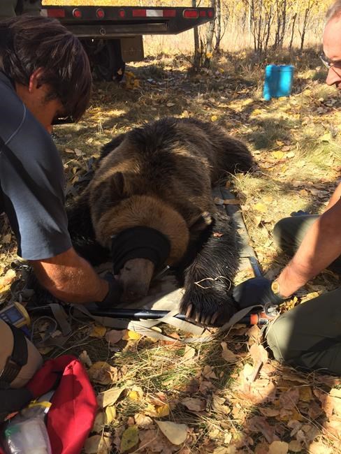 Wildlife officers capture grizzly bear in Calgary; will be relocated | iNFOnews.ca Wildlife officers capture grizzly bear in Calgary; will be relocated | iNFOnews.ca