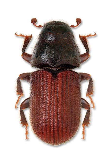 Trees being burned on border of Jasper park to combat mountain pine beetle | iNFOnews.ca Trees being burned on border of Jasper park to combat mountain pine beetle | iNFOnews.ca