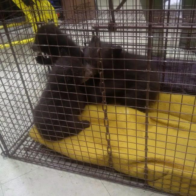Alberta to allow rehab of orphaned black bear cubs in coming weeks | iNFOnews.ca Alberta to allow rehab of orphaned black bear cubs in coming weeks | iNFOnews.ca