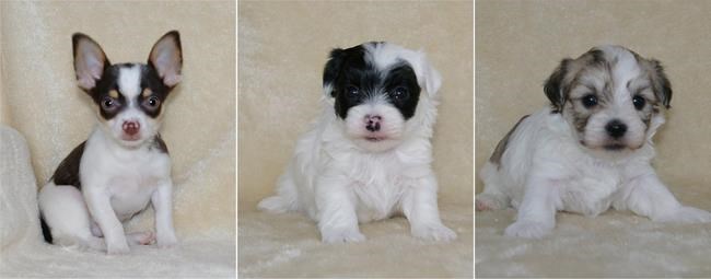 Stolen New Brunswick puppies returned home safely with public's help | iNFOnews.ca Stolen New Brunswick puppies returned home safely with public's help | iNFOnews.ca