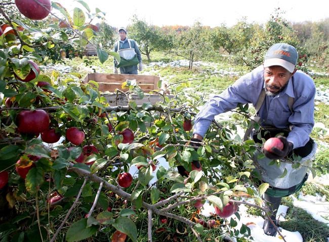 Minister urged to press Jamaica over wage deductions of migrant workers in Canada | iNFOnews.ca