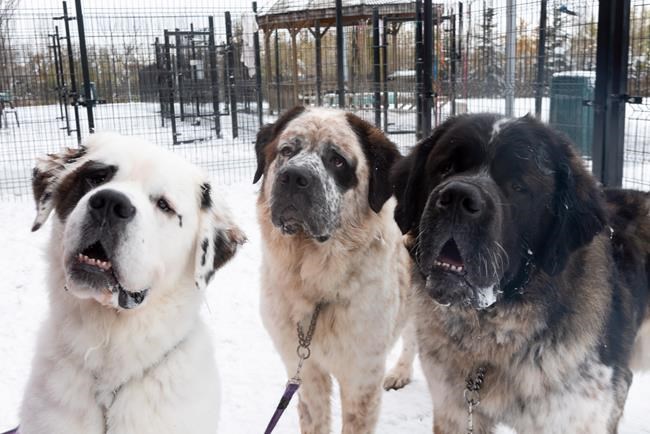 Big bonded buddies: Edmonton Humane Society seeks single home for St. Bernards | iNFOnews.ca Big bonded buddies: Edmonton Humane Society seeks single home for St. Bernards | iNFOnews.ca