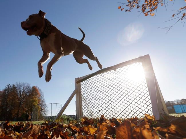 Ontario doesn't know whether its ban on pit bulls reduced dog attacks | iNFOnews.ca Ontario doesn't know whether its ban on pit bulls reduced dog attacks | iNFOnews.ca