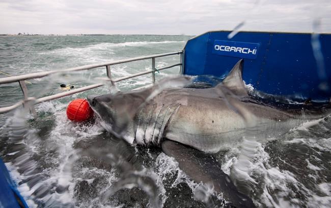 Researchers wonder if great whites are looking for love off Sable Island | iNFOnews.ca Researchers wonder if great whites are looking for love off Sable Island | iNFOnews.ca