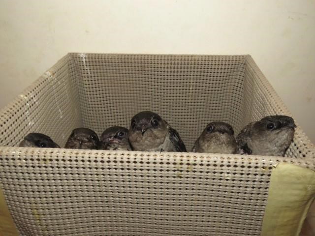 Rare chicks rescued in Manitoba catch flight to Ontario before flying south | iNFOnews.ca
