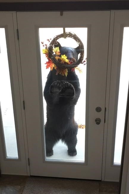 Berry disappointed: Bear tries to eat fake fruit on Manitoba woman's door wreath | iNFOnews.ca Berry disappointed: Bear tries to eat fake fruit on Manitoba woman's door wreath | iNFOnews.ca