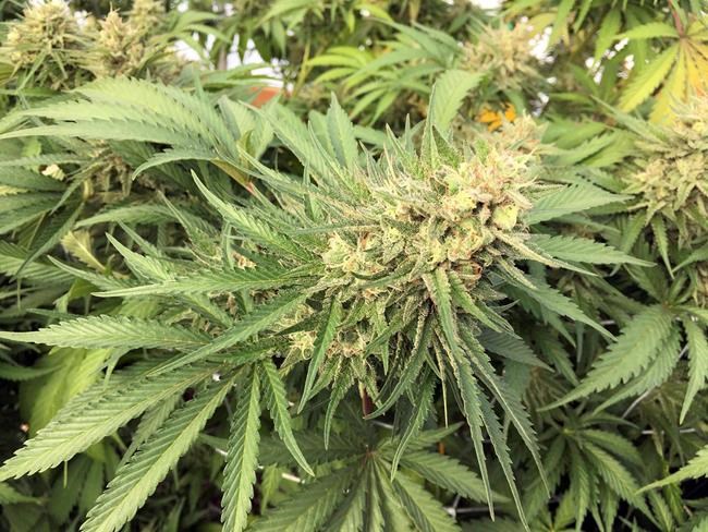 Real estate association calls for moratorium on homegrown recreational cannabis | iNFOnews.ca Real estate association calls for moratorium on homegrown recreational cannabis | iNFOnews.ca