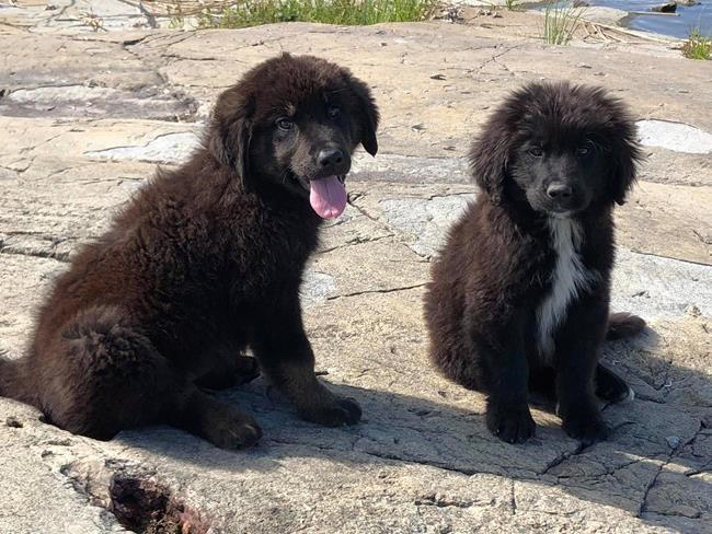 More than a three-hour tour: Castaway puppies rescued from Manitoba island | iNFOnews.ca