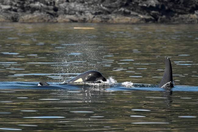Emergency rescue efforts for endangered killer whale hit snag in Canada | iNFOnews.ca Emergency rescue efforts for endangered killer whale hit snag in Canada | iNFOnews.ca