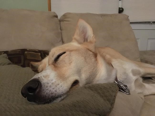 Quebec dog goes missing after alerting family to fire, owner says | iNFOnews.ca