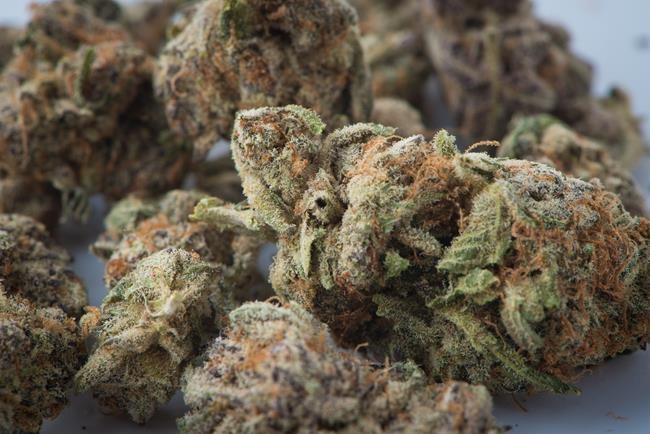 Namaste says firm is 'solid' as ex-CEO launches legal battle against termination | iNFOnews.ca