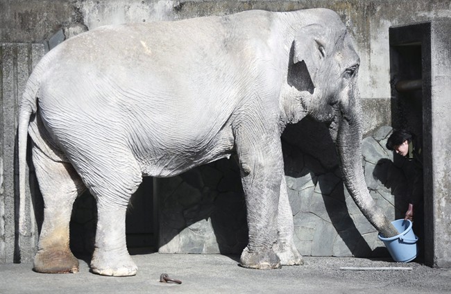 Vancouver woman inspires petition to save Japan elephant from 'concrete prison' | iNFOnews.ca CP36271111
