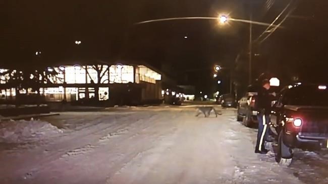 Any steak specials? RCMP dashcam catches cougar in front of Banff grocery store | iNFOnews.ca Any steak specials? RCMP dashcam catches cougar in front of Banff grocery store | iNFOnews.ca