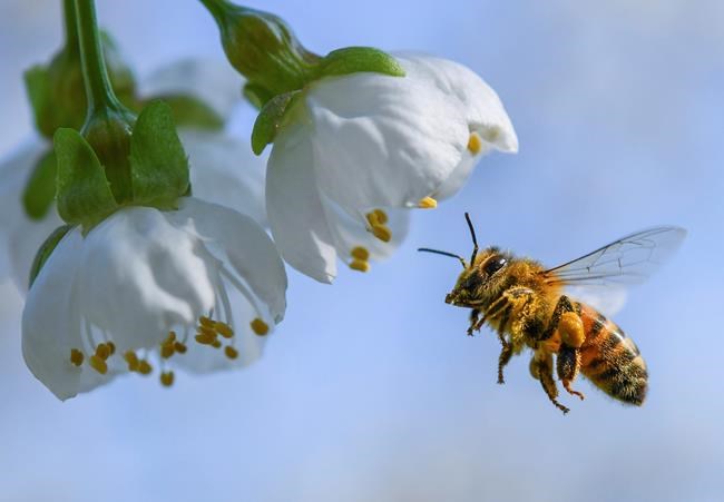 Pesticides do harm to bees and should be phased out, Health Canada says | iNFOnews.ca Pesticides do harm to bees and should be phased out, Health Canada says | iNFOnews.ca