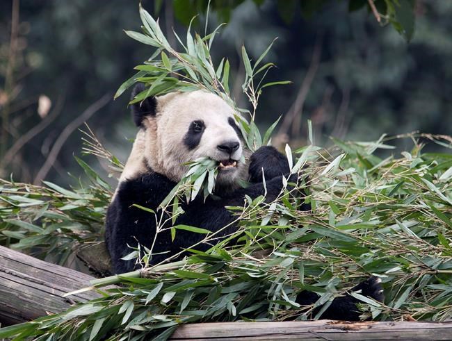 Panda pregnancy goal of Calgary Zoo's artificial insemination of star attraction | iNFOnews.ca Panda pregnancy goal of Calgary Zoo's artificial insemination of star attraction | iNFOnews.ca