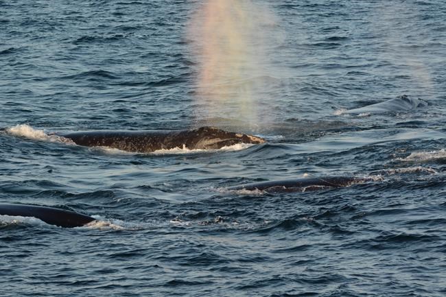 International shipping industry under the microscope as whale death toll grows | iNFOnews.ca International shipping industry under the microscope as whale death toll grows | iNFOnews.ca