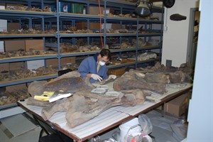 Experts revise extinction theory as mastodon bones older than thought | iNFOnews.ca CP30937706