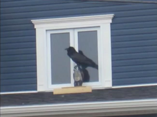 N.L. man calls in priest to deal with persistent ravens pecking at his home | iNFOnews.ca N.L. man calls in priest to deal with persistent ravens pecking at his home | iNFOnews.ca