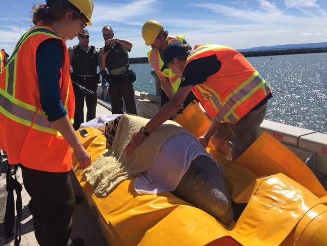 Endangered beluga whale rescued from N.B. river, returned to St. Lawrence Estuary | iNFOnews.ca