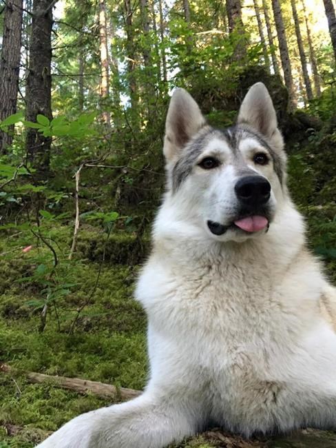 Therapy dog mistaken for wolf, shot and killed near Whistler, B.C. | iNFOnews.ca Therapy dog mistaken for wolf, shot and killed near Whistler, B.C. | iNFOnews.ca