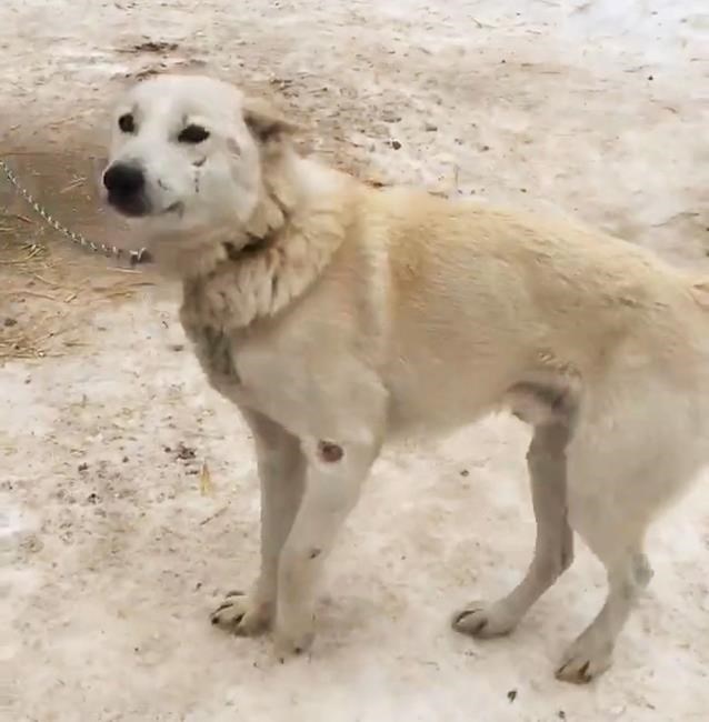 Dog-sledding operation in Ontario being investigated by OSPCA | iNFOnews.ca