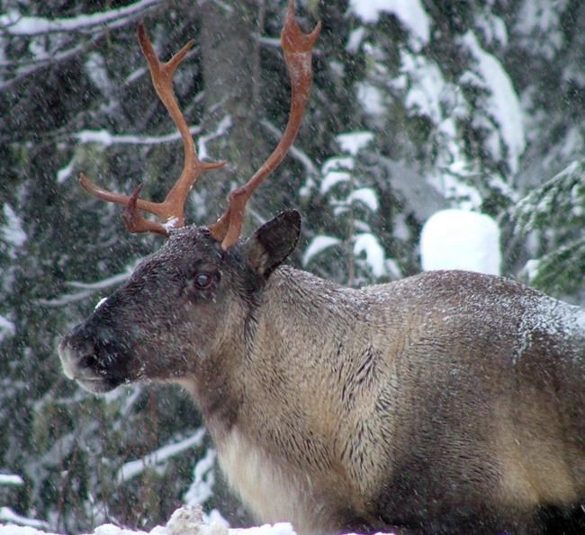 Ottawa, province, First Nations sign deal to protect southern mountain caribou | iNFOnews.ca Ottawa, province, First Nations sign deal to protect southern mountain caribou | iNFOnews.ca