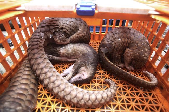Canadian wildlife enforcement blitz nets black-bear parts, African anteaters | iNFOnews.ca
