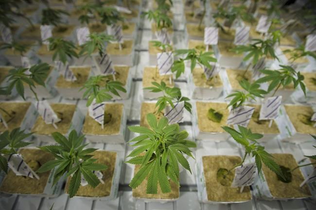 CannTrust board kept in dark on unlicensed grow room: Interim CEO | iNFOnews.ca