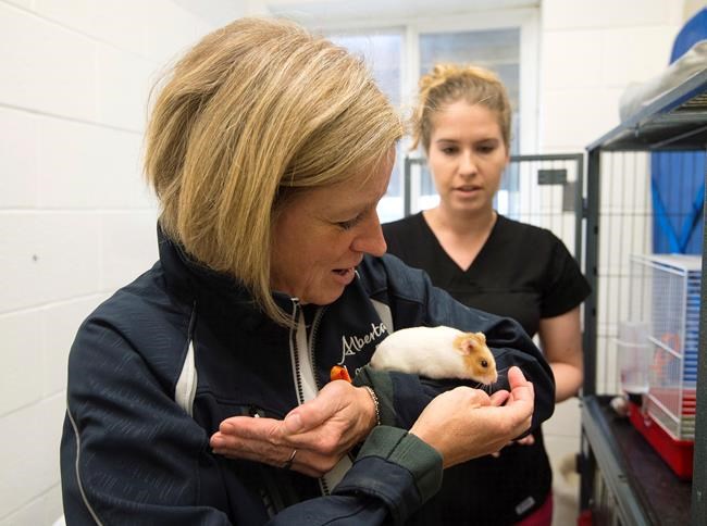 Fort McMurray hamsters rescued during fire evacuation get visit from premier | iNFOnews.ca