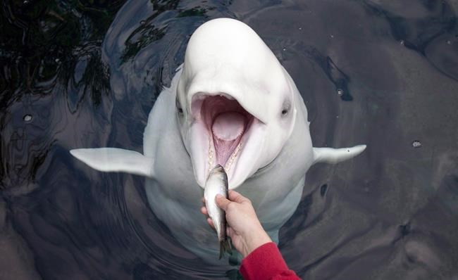 Investigation says toxin killed the Vancouver aquarium's beluga whales | iNFOnews.ca Investigation says toxin killed the Vancouver aquarium's beluga whales | iNFOnews.ca