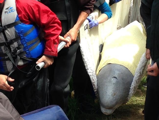 Young beluga whale struggling after relocation, marine mammal group says | iNFOnews.ca Young beluga whale struggling after relocation, marine mammal group says | iNFOnews.ca