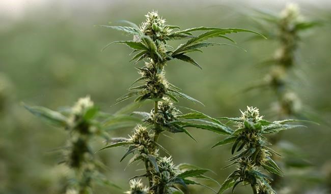 Pot stocks riding high on Trump commitment to support states where legal | iNFOnews.ca