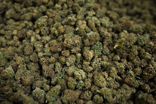 Legal cannabis supply to meet 30 to 60 per cent of demand: C.D. Howe report | iNFOnews.ca Legal cannabis supply to meet 30 to 60 per cent of demand: C.D. Howe report | iNFOnews.ca