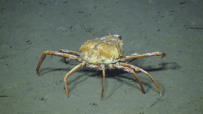Methane-snacking crabs suggest they are adapting to climate change: report | iNFOnews.ca CP241686424