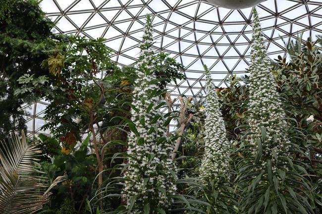 Vancouver Park Board says rare Snow Tower tree blooming in city park | iNFOnews.ca