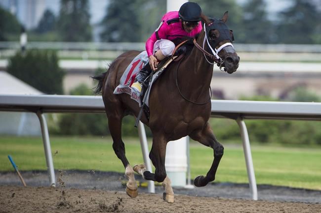 Filly Wonder Gadot, Canada's top thoroughbred last year, returns to Woodbine | iNFOnews.ca Filly Wonder Gadot, Canada's top thoroughbred last year, returns to Woodbine | iNFOnews.ca
