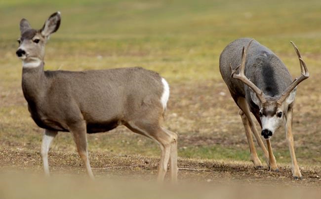 'Pool of bad choices:' No charges for Alberta officer who ran over injured deer | iNFOnews.ca