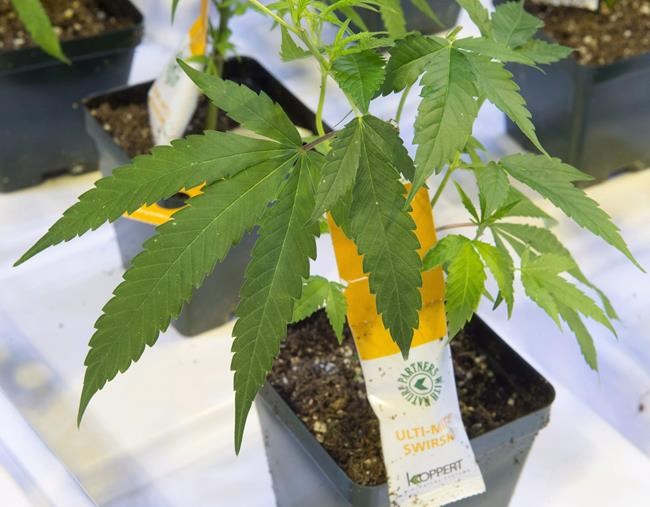 Judge strikes down Quebec law forbidding home cultivation of cannabis | iNFOnews.ca