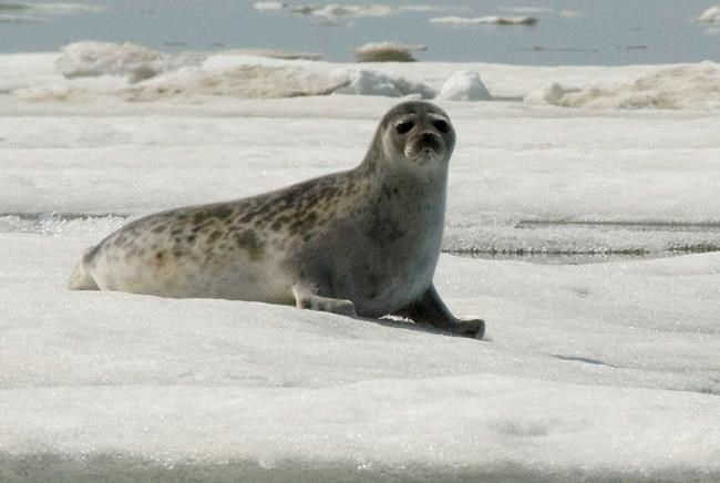 From seals to belugas, scientists describe worrying signs for Arctic 'sentinels' | iNFOnews.ca From seals to belugas, scientists describe worrying signs for Arctic 'sentinels' | iNFOnews.ca
