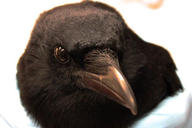 Crow attacks tracked with new online map, hundreds documented so far | iNFOnews.ca