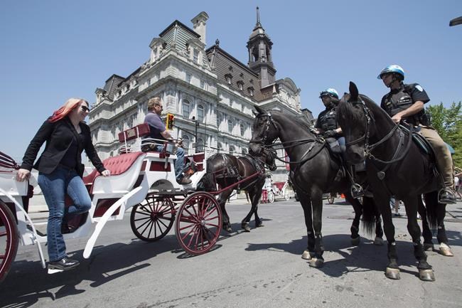 Montreal caleche drivers seek injunction to try to save their industry | iNFOnews.ca