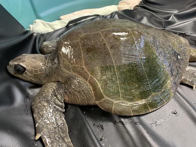 Aquarium nursing tropical turtle found 'cold-stunned' off Vancouver Island | iNFOnews.ca