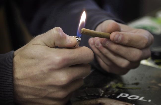 More than one third who consumed pot drove within two hours: Health Canada survey | iNFOnews.ca More than one third who consumed pot drove within two hours: Health Canada survey | iNFOnews.ca