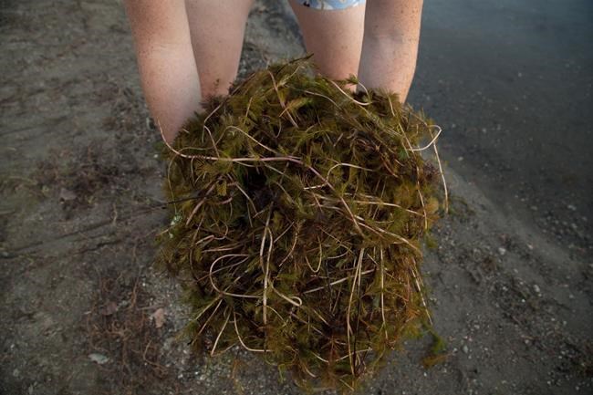 Invasive species known as the zombie plant present in waterways of five provinces | iNFOnews.ca