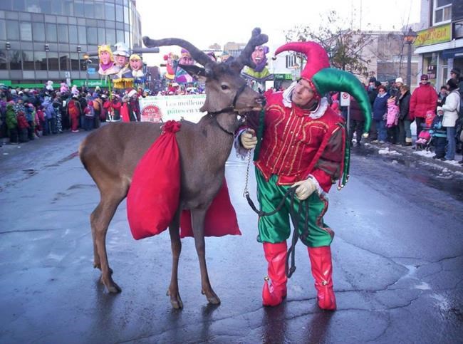 Quebec deer disease means popular Rudolph stand-ins sidelined for now | iNFOnews.ca Quebec deer disease means popular Rudolph stand-ins sidelined for now | iNFOnews.ca