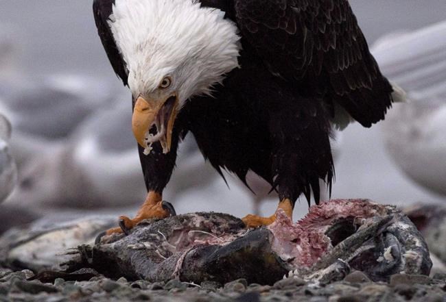 World's largest congregation of eagles begins in British Columbia's Fraser Valley | iNFOnews.ca CP631661931