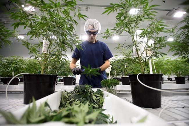 Government threatens to cut off Senate debate on pot as July deadline looms | iNFOnews.ca Government threatens to cut off Senate debate on pot as July deadline looms | iNFOnews.ca