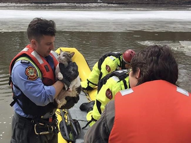 Fearful feline fetched from floe: Winnipeg firefighters save cat stranded on ice | iNFOnews.ca