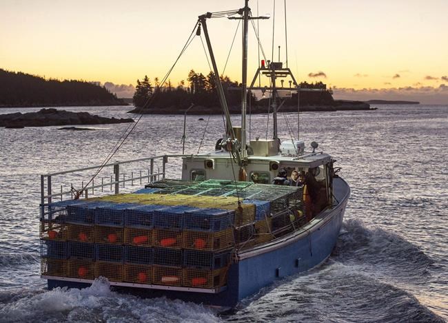 Lobster season kicks off amid worries right whales could close some zones | iNFOnews.ca