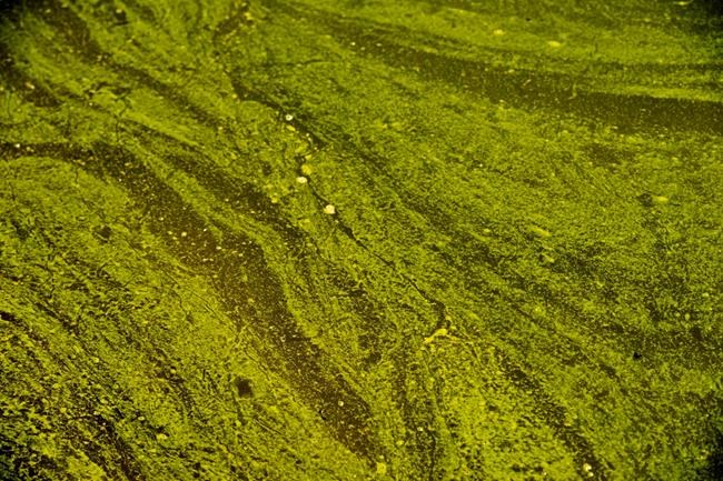 Five things you need to know about blue-green algae | iNFOnews.ca CP361651612